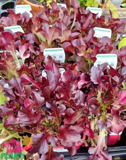 Trays containing 'Oakleaf Red' Lettuce plants in 4" pots, each pot tagged and ready for planting.