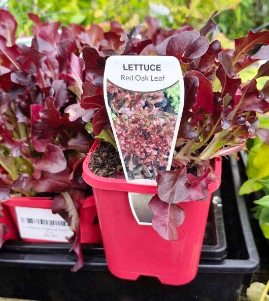 A 4" pot of Lettuce 'Oakleaf Red,' complete with a plant label, is nestled among similar pots on a greenhouse shelf.