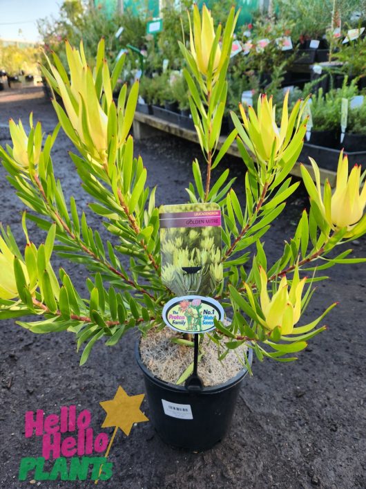 A potted Leucadendron 'Golden Mitre' 8" Pot with green and yellow leaves is displayed in an 8" pot in a nursery. The pot features labels with colorful graphics and text. Rows of other Leucadendron plants can be seen in the background, creating a vibrant display.