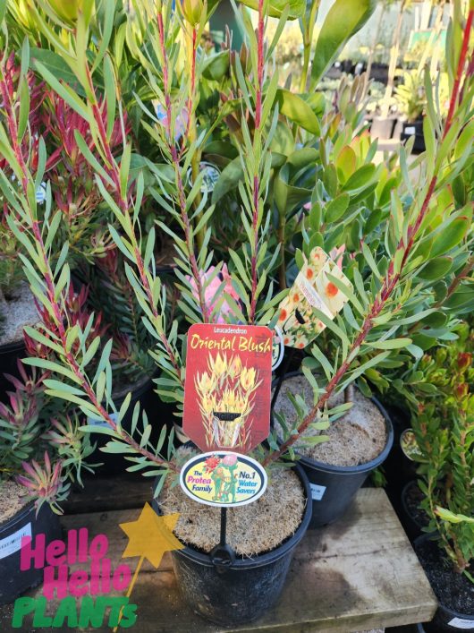 Potted Leucadendron 'Oriental Blush' 8" Pot plants are displayed at a nursery. A sign with "Leucadendron 'Oriental Blush' 8" Pot" proudly indicates it as the "No. 1 Native Plant" and "Perfect For Cut Flowers.