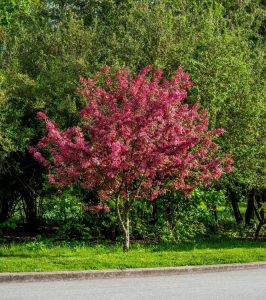 A Wisteria 'Violacea Plena' with bright mauve blossoms stands by the roadside, surrounded by greenery and backdropped by dense bushes.