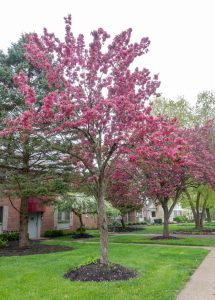 Sidewalk lined with blooming pink cherry blossom trees, Wisteria 'Violacea Plena' Mauve cascading down from the brick residences in the background, and green grass blanketing the ground.