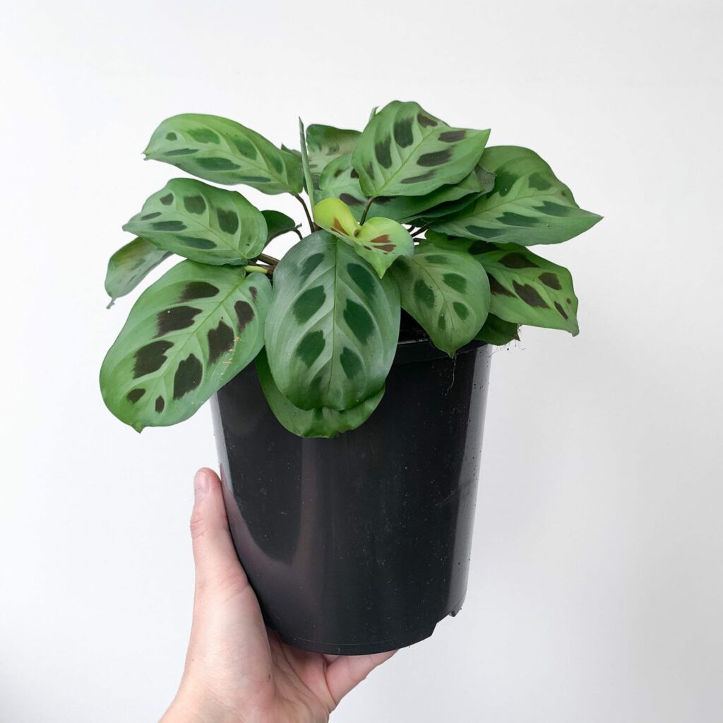 Maranta 'Green Prayer Plant' 5" Pot Hello Hello Plants