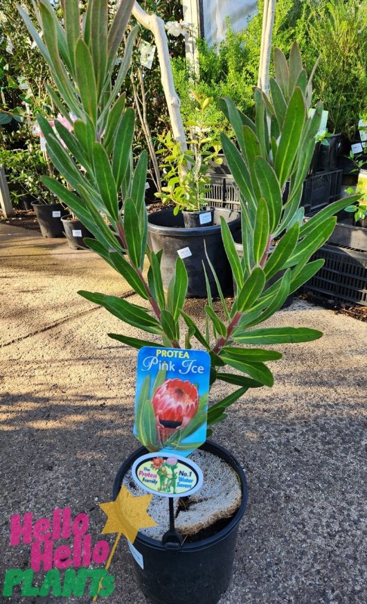 A potted plant with a label reading "Protea 'Pink Ice' 8" Pot." The plant, in an 8" pot, has long green leaves and is situated outdoors among other plants. A "Hello Hello Plants" tag is affixed to the pot.