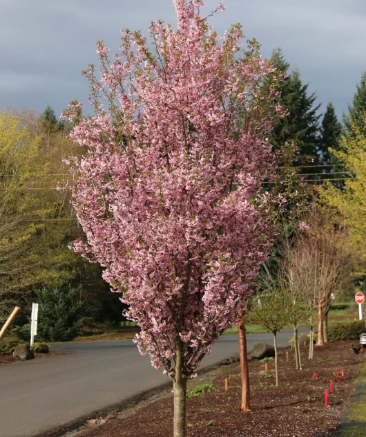 The Wisteria 'Violacea Plena' Mauve, flourishing in an 8" pot, is nestled beside a paved road, with a backdrop of other trees beginning their early spring growth. Clusters of its mauve blooms add an enchanting touch to the serene landscape.