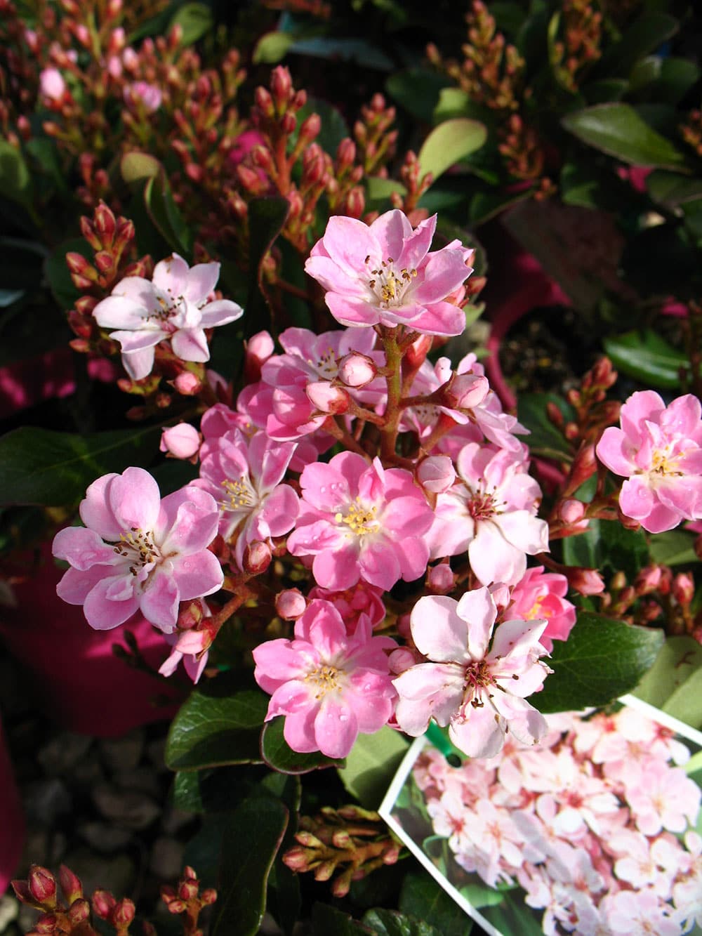 Rhaphiolepis ‘Oriental Pink™’ Indian Hawthorn 8" Pot - Hello Hello Plants