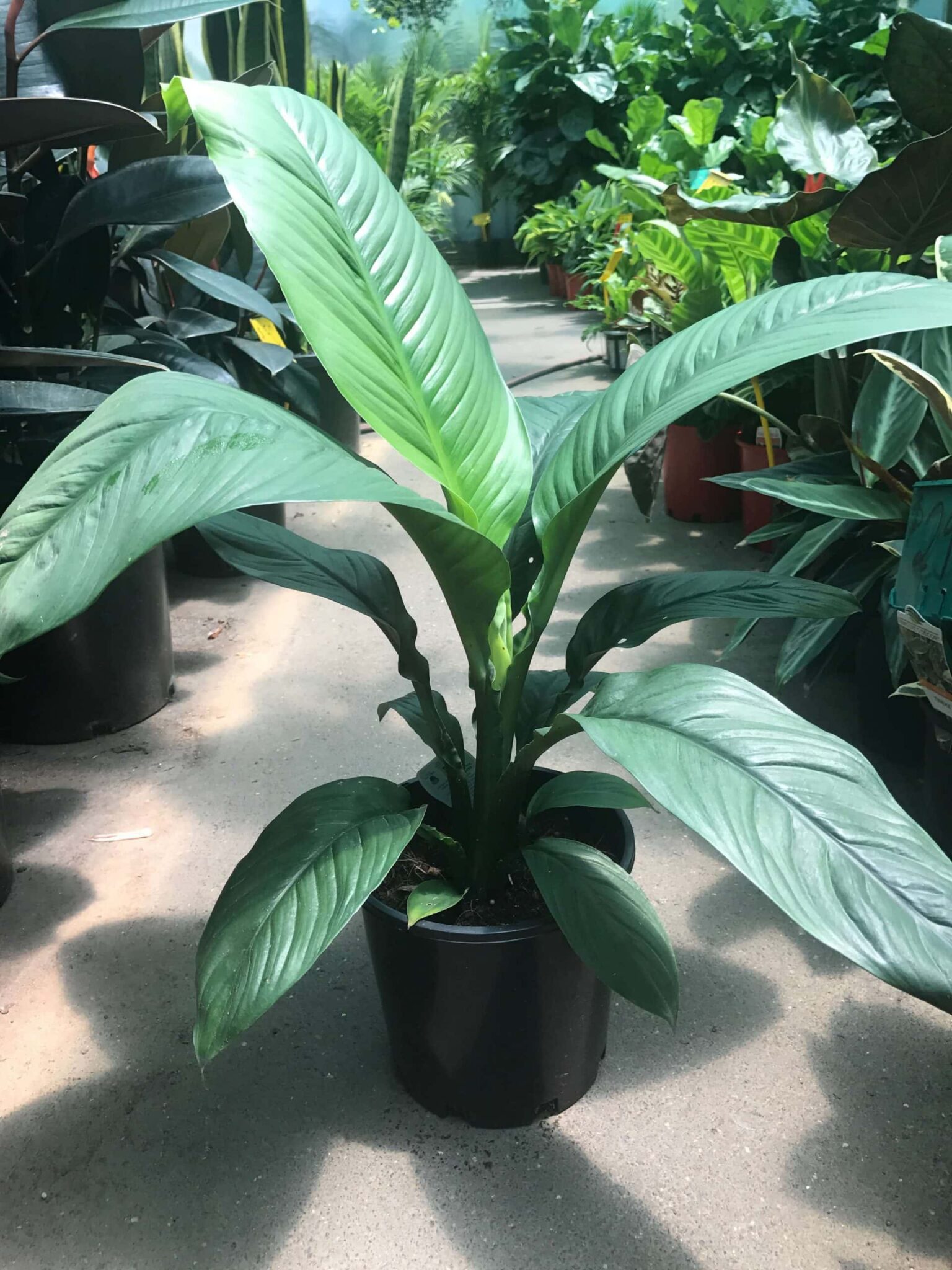 Spathiphyllum 'Sensation' Peace Lily 10" Pot - Hello Hello Plants