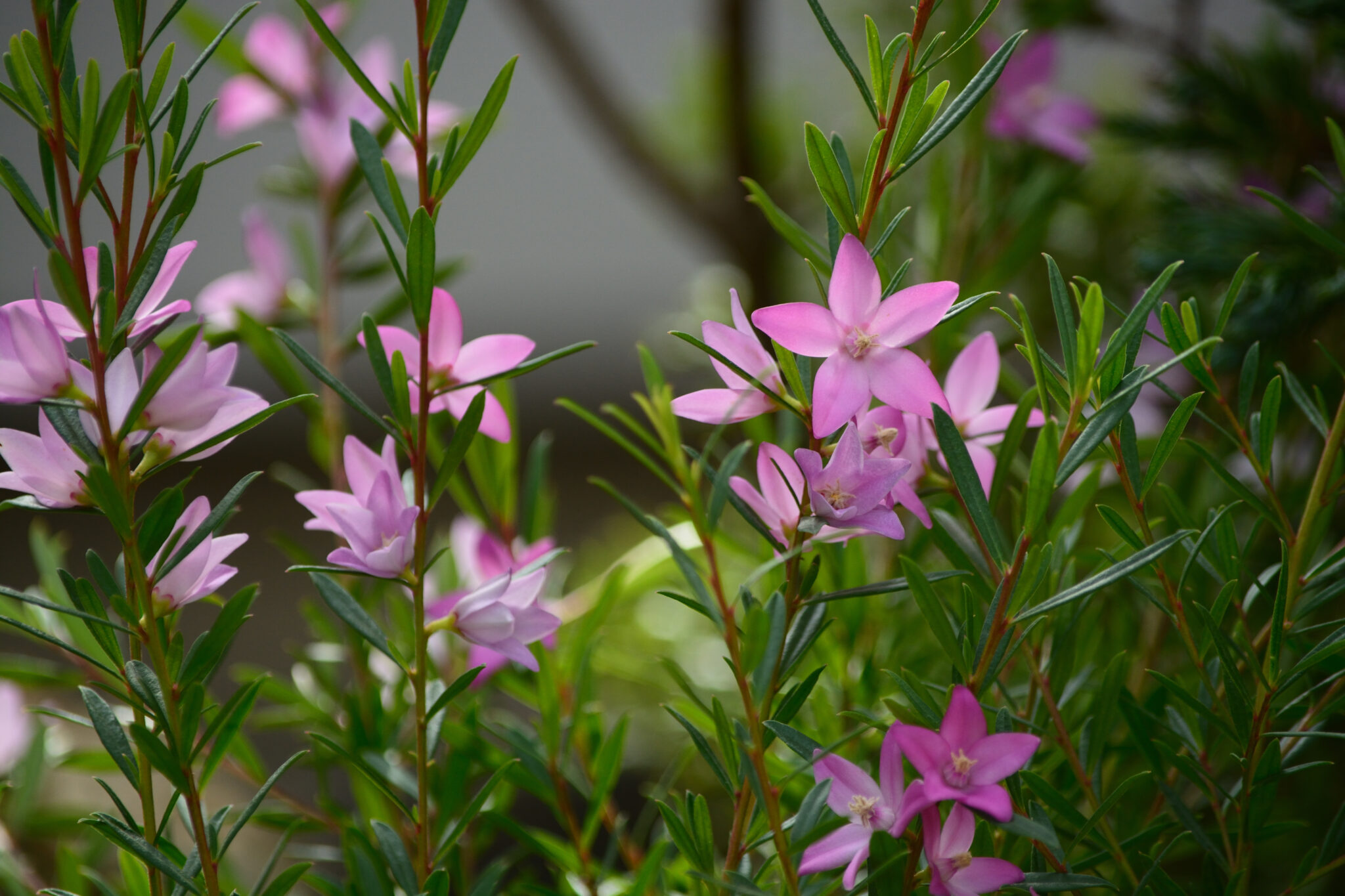 Crowea saligna 'Large Flower' Waxflower 6