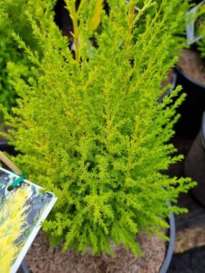 Cupressus macrocarpa 'Lemon Scent' Conifer | Lemon Scented Conifer