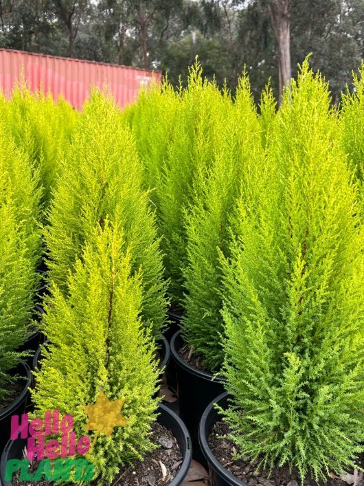 Rows of small potted evergreen trees with bright green foliage are displayed, their refreshing lemon scent wafting through the air. A "Hello Hello Plants" sign is visible in the foreground, showcasing these charming Cupressus macrocarpa 'Lemon Scent' Conifer 8" Pot specimens.