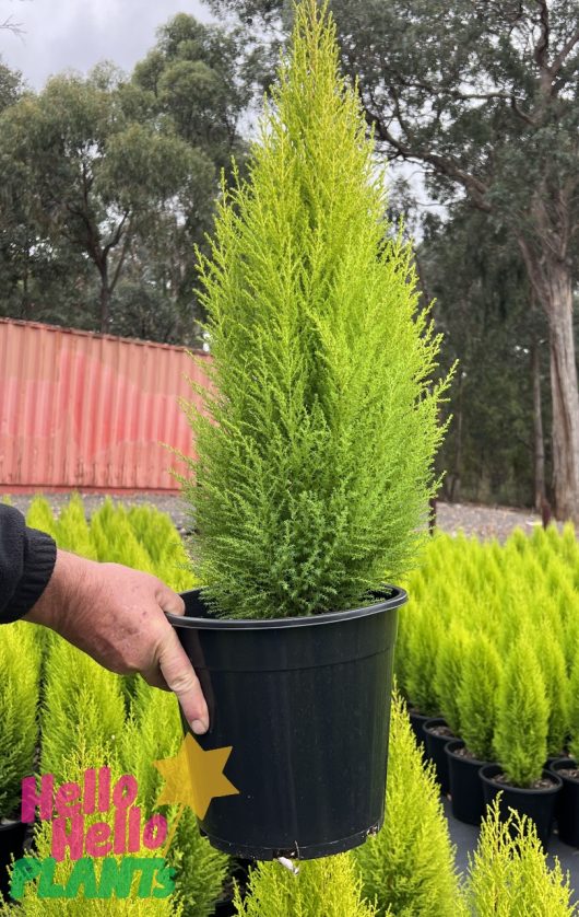 A person holding a potted evergreen tree, identified as *Cupressus macrocarpa 'Lemon Scent' Conifer 8" Pot*, in a nursery setting. The tree is bright green, conical in shape, and emanates a refreshing lemon scent. The image includes colorful text on the bottom left corner reading "Hello Hello Plants".