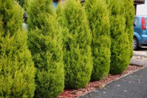 Cupressus macrocarpa 'Lemon Scent' Conifer 8