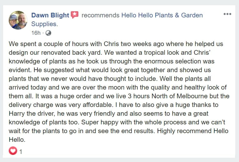 Hello Hello Plants Facebook Review Positve Review Highly Recommended