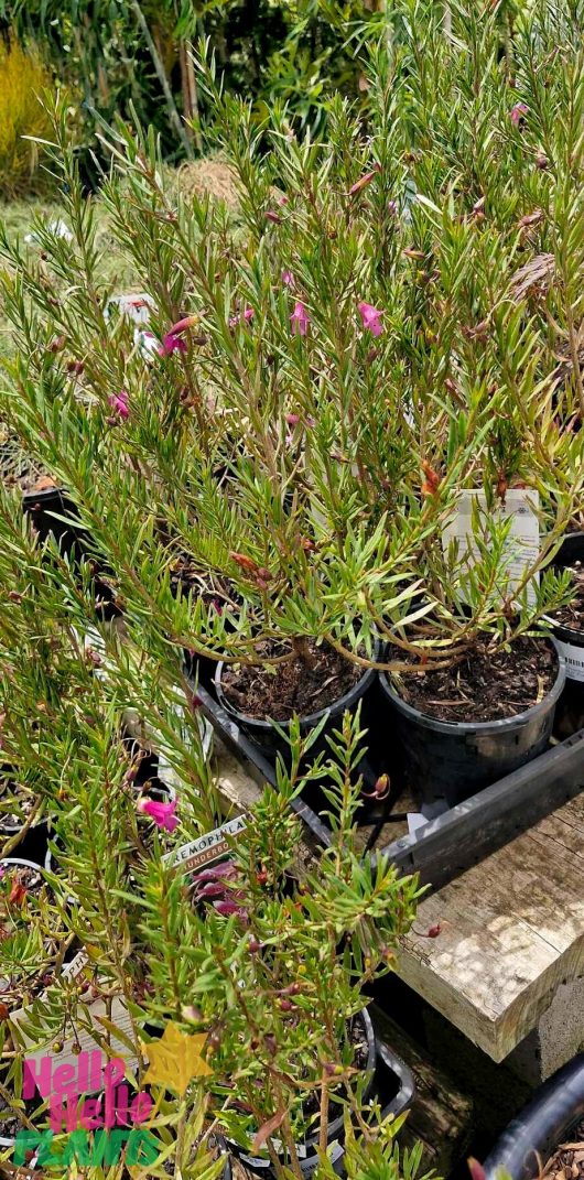 Eremophila 'Thunderbolt' Emu Bush plants in 6" pots, featuring slender green leaves, are arranged on a wooden bench outdoors.