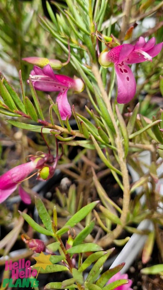 Elongated petals with spotted patterns in pink hues bloom gracefully among slender green leaves of the Eremophila 'Thunderbolt' Emu Bush, which comes in a 6" pot. A "Hello Hello Plants" logo can be seen in the bottom left corner.