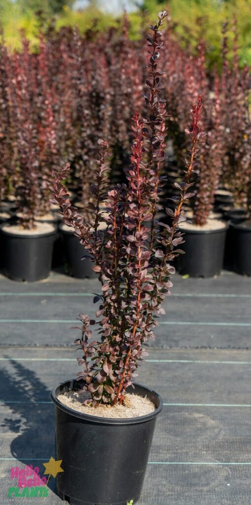 Berberis 'Helmond Pillar' Upright Barberry 8