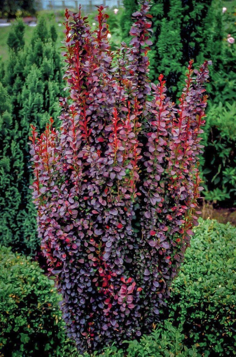 Berberis 'Helmond Pillar' Upright Barberry 8