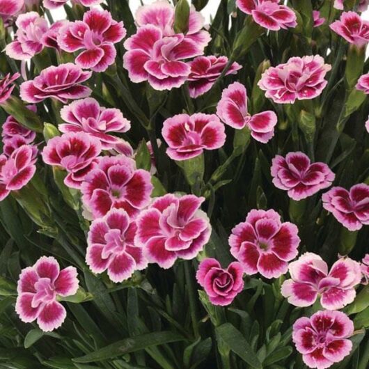 Dianthus 'Pink Kisses' Carnation 6