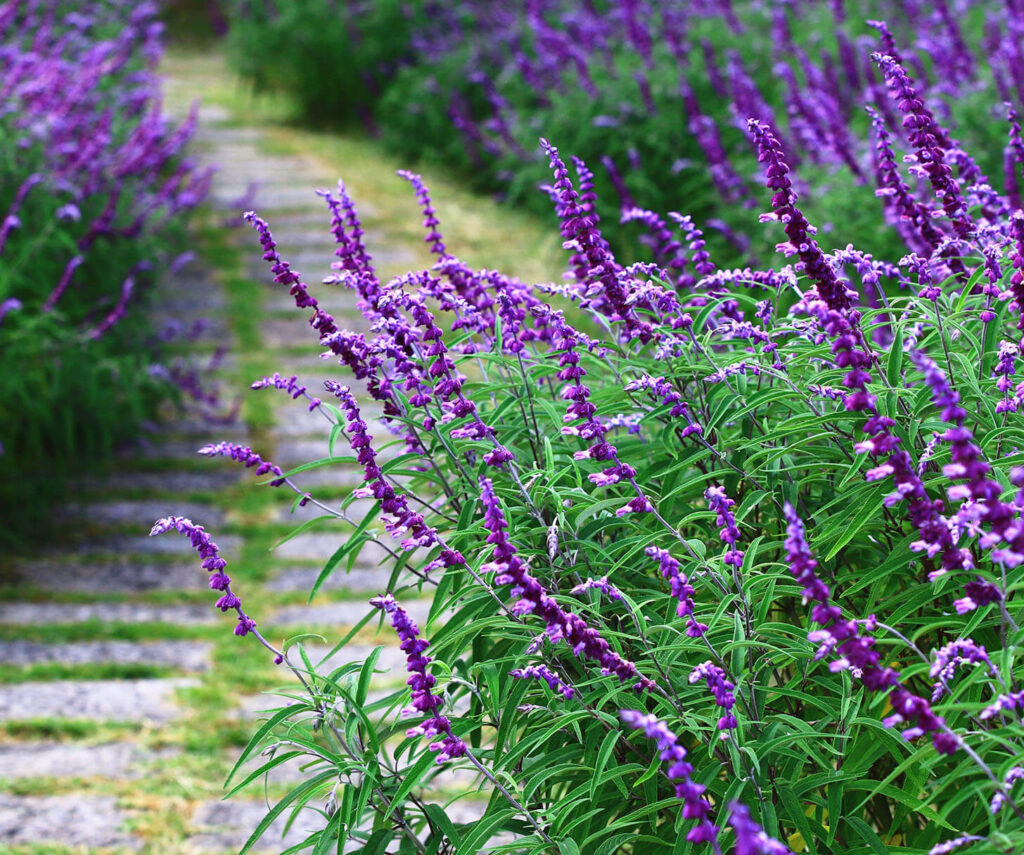 Salvia 'Mexican Bush Sage' 3