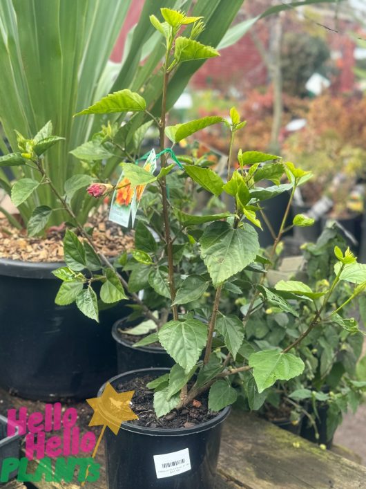 Potted plants, including vibrant Hibiscus 'Dj O'Brien' 8" Pot with green leaves and small colorful labels, rest on a wooden surface in an outdoor plant nursery. A colorful "Hello Hello Plants" sign is partially visible at the bottom left, adding to the charm of Dj O'Brien's curated space.