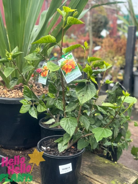 A Hibiscus 'Dj O'Brien' 8" Pot, with vibrant flowers and a tag showcasing its bloom, is displayed in an outdoor garden center labeled "Hello Hello Plants.