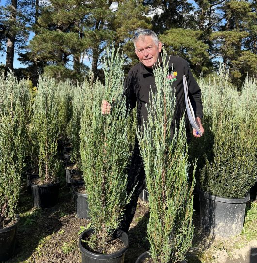 Juniperus Scopulorum Sky Rocket Conifer Pencil Pine 12inch pot with Chris hello hello plants