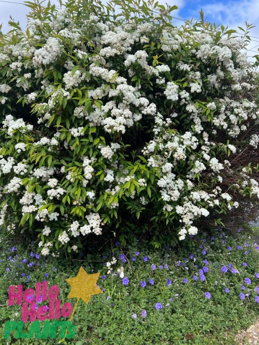 A large Spiraea 'Double White May Bush' featuring abundant white flowers on top and a layer of delicate small purple flowers underneath. A decorative sticker with the text "Hello Hello" and a star adorns the bottom left corner.