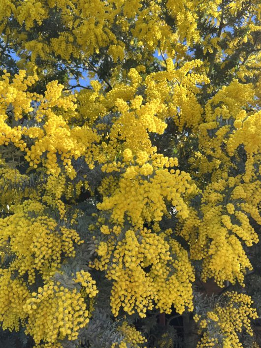 The Acacia 'Cootamundra Wattle', adorned with numerous clusters of small, bright yellow flowers in full bloom, stands out brilliantly against a lush background of green foliage and blue sky.