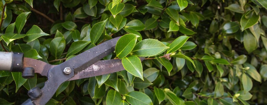 Pruning - Hello Hello Plants & Garden Supplies