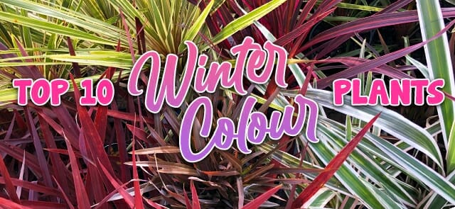Cool Winter Color -  Australia