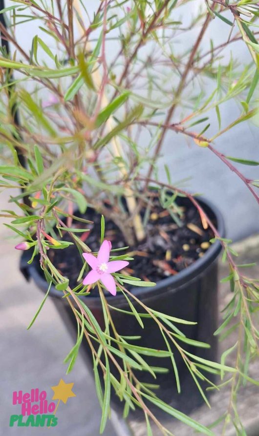 The Crowea 'Southern Stars' Waxflower, showcasing its delicate pink petals, elegantly blooms on a plant with narrow green leaves, flourishing in a sleek 6" black pot.