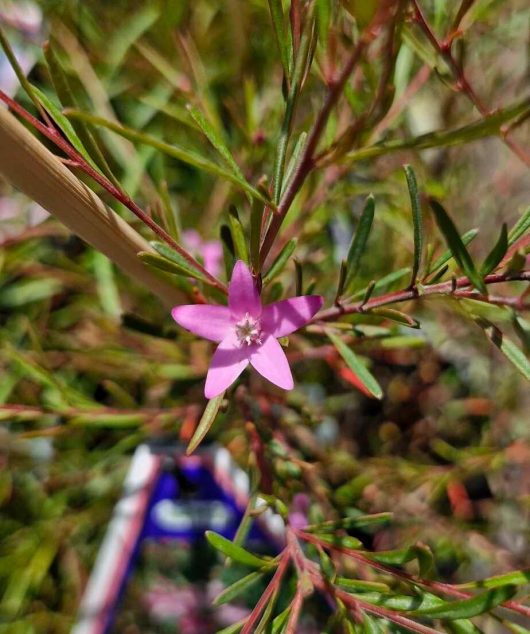 A lone pink bloom of the Crowea 'Southern Stars' Waxflower, with slender green leaves surrounding it.