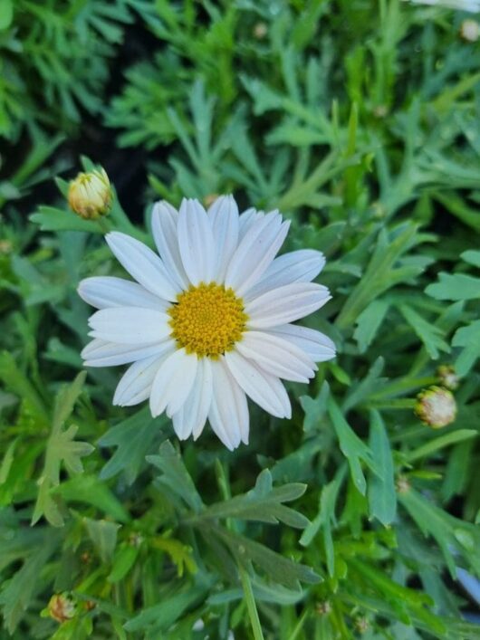 Argyranthemum 'LaRita® White' Daisy' 6