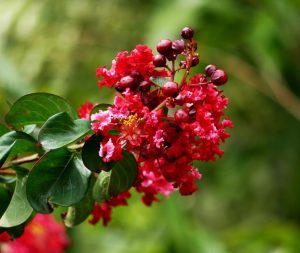 A close up of a Lagerstroemia 'Enduring Summer Red' Crepe Myrtle flower with green leaves.