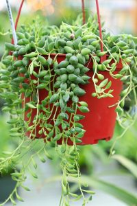 A 13" pot featuring a cascading succulent plant with fleshy, green teardrop-shaped leaves, named Olea 'Manzanillo' Olive, standing at 4 feet in height.