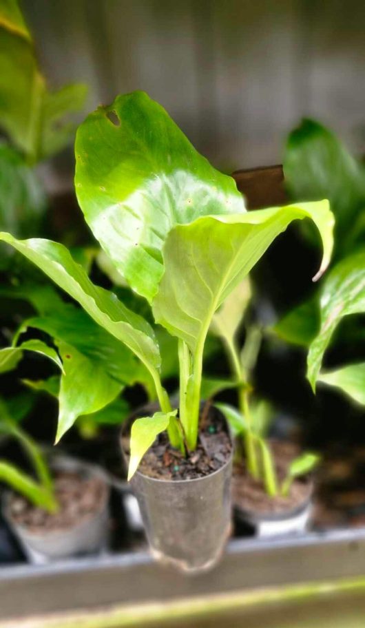 Detailed view of the Spathiphyllum 'Peace Lily' in a 4" pot, highlighting its glossy, wide green leaves.