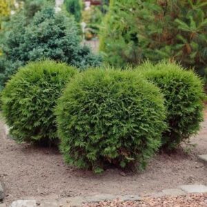 Thuja occidentalis 'Hetz Midget' 8