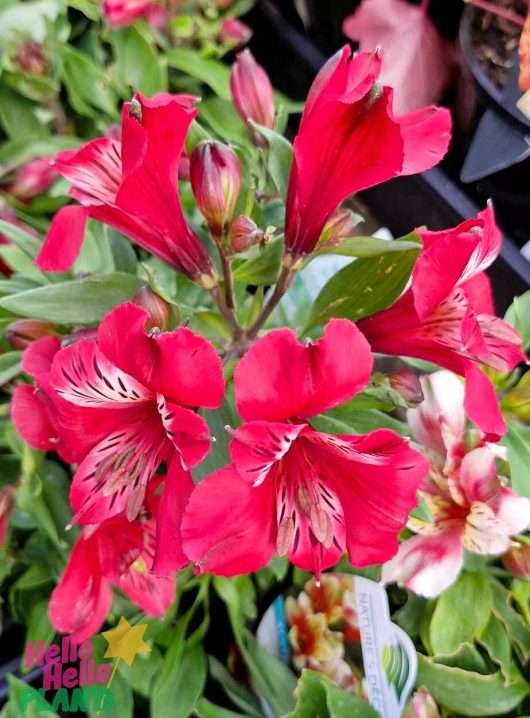 A close-up of the vibrant red Alstroemeria 'Inca Lolly' Peruvian Lily from a 6" pot, surrounded by lush green leaves in the background. A label displaying "Hello Hello Plants" is visible in the corner.