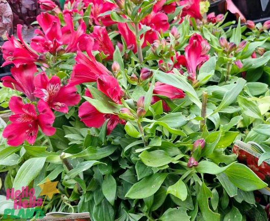 The Alstroemeria 'Inca Lolly' Peruvian Lily, with its lush green leaves, graces a garden setting, its vibrant hues adding a touch of elegance. A small "Hello Hello Plants" logo is nestled in the corner, enhancing this delightful scene.