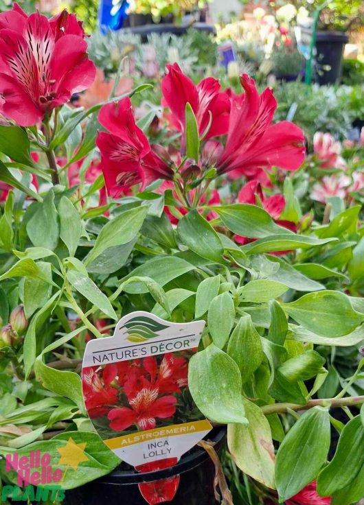 A 6" pot of Alstroemeria 'Inca Lolly' Peruvian Lily highlights vibrant red flowers and lush green leaves in a garden setting.