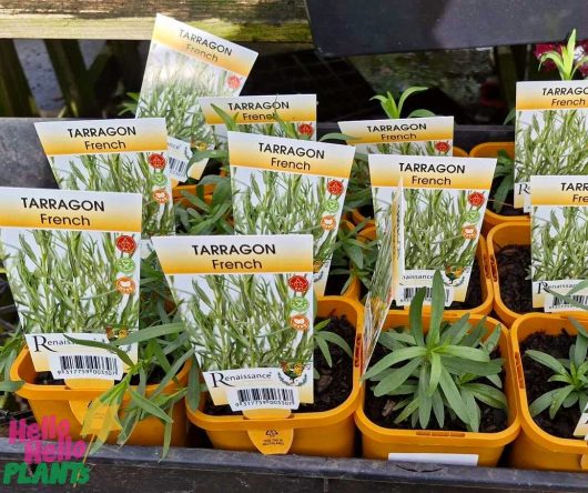 Pots of Artemisia 'French' Tarragon, neatly labeled, line the shelf at the garden store. Each 4" pot offers a promise of aromatic delight to elevate your culinary creations.