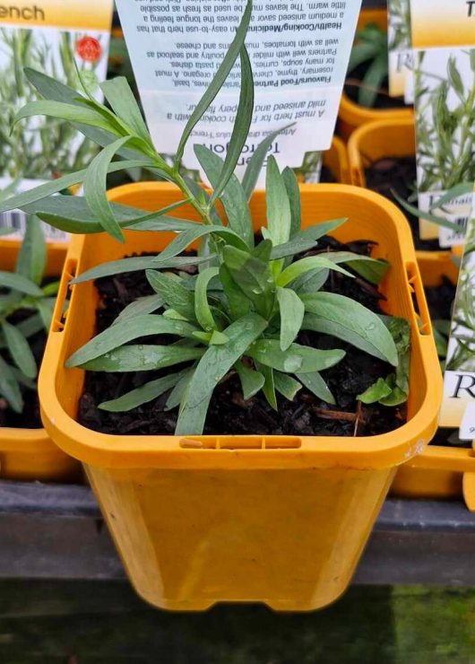 An Artemisia 'French' Tarragon plant with long, narrow green leaves is housed in a yellow plastic 4" pot and positioned on a display shelf alongside similar plants in the background.