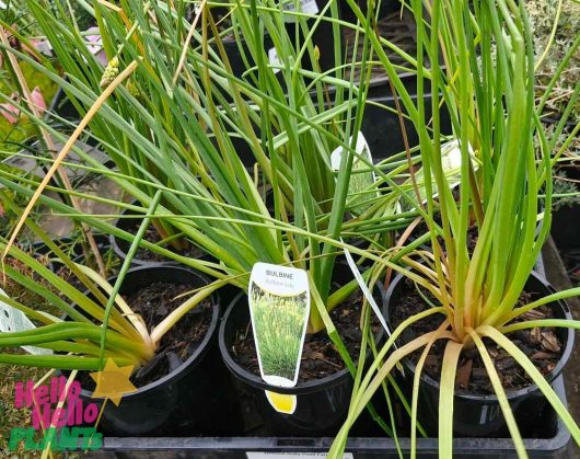 Bulbine Lily 'Native Leek', recognized for its elongated green leaves, is showcased in 6" pots.