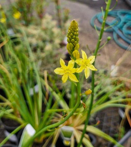 Yellow Bulbine Lily 'Native Leek' flowers bloom on a slender green stem, nestled in a 6" pot, with native leek sprouts peeking through. In the background, potted plants and a garden hose enhance the serene garden scene.