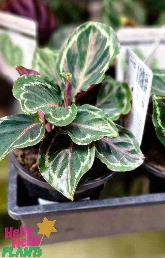 On display is the Calathea roseopicta 'Medallion' in a 5" pot, highlighting its striking variegated leaves in shades of green and pink, and marked for sale.