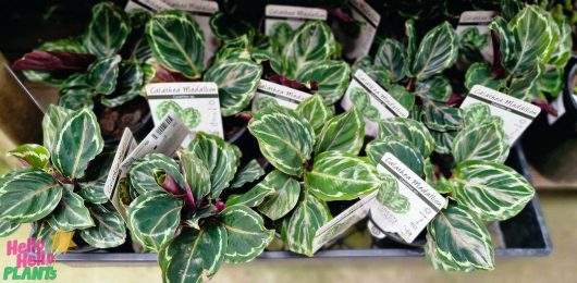 Calathea roseopicta 'Medallion' plants adorn the plant store, each nestled in a 5" pot and neatly labeled in their tray.