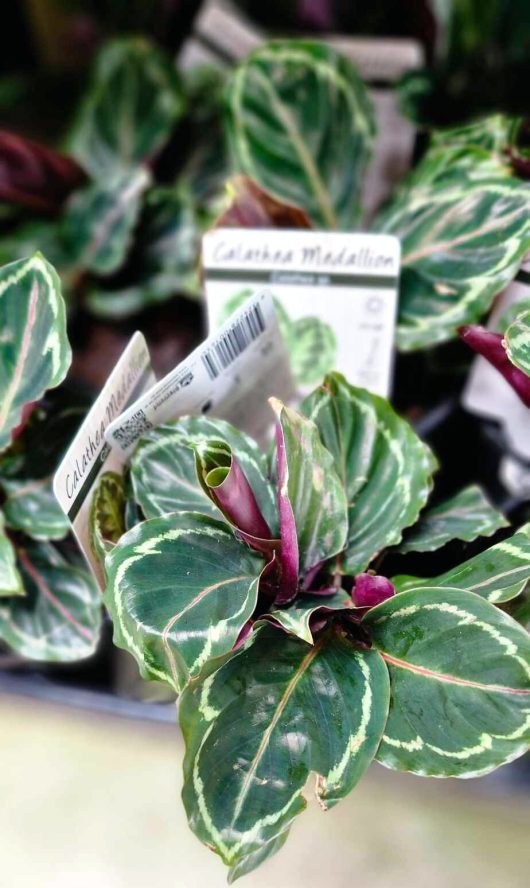 Close-up of the striking green Calathea roseopicta 'Medallion' plants, highlighting their variegated leaves and deep purple undersides, each neatly labeled with plant tags. These plants are elegantly displayed in a 5" pot, perfect for enhancing any indoor space with a touch of sophistication.