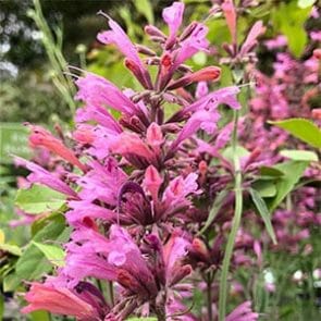 Agastache 'Sweet Lili' 6