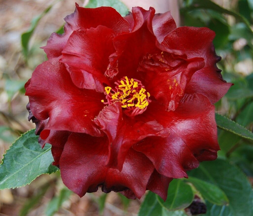 Camellia japonica 'Black Magic' 8