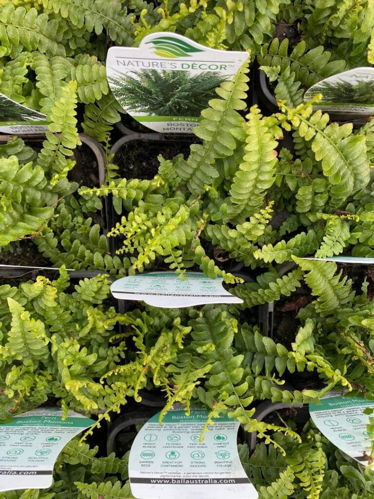 Nephrolepis 'Boston Montana Fern' 8